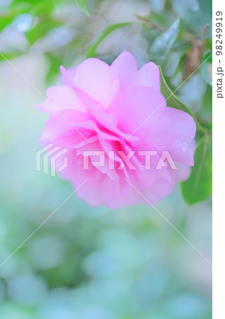 雨の中庭に咲く桃色の山茶花 雨の中庭に咲く桃色の山茶花 98249919