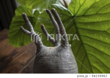 人気ある塊根植物のグラキリス 人気ある塊根植物のグラキリス 98249962