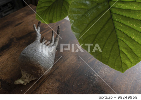 人気ある塊根植物のグラキリス 人気ある塊根植物のグラキリス 98249968