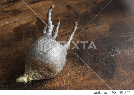 人気ある塊根植物のグラキリス 98249974