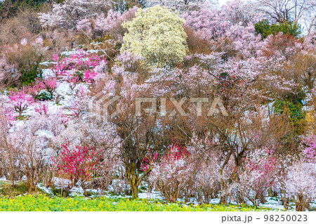 【福島県･花見山公園】春雪の桃源郷 4月 98250023