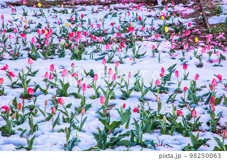 【福島県･花見山公園】春雪の桃源郷 4月 98250063