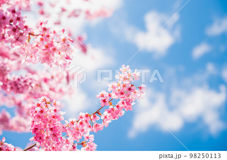 満開の桜の花と青空 98250113