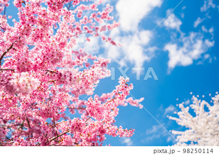 満開の桜の花と青空 満開の桜の花と青空 98250114