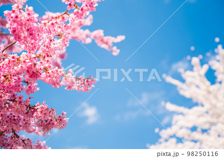 春の訪れ　桜と青空 98250116