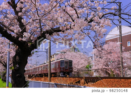 阪急電車（兵庫県尼崎市）武庫之荘駅近くの桜並木を走る 98250148