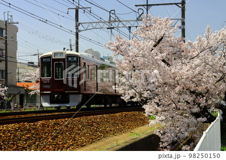 阪急電車（兵庫県尼崎市）武庫之荘駅近くの桜並木を走る 98250150