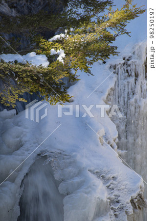 栃木の厳しい寒さで凍る滝の氷瀑 98250197