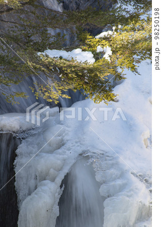 栃木の厳しい寒さで凍る滝の氷瀑 98250198