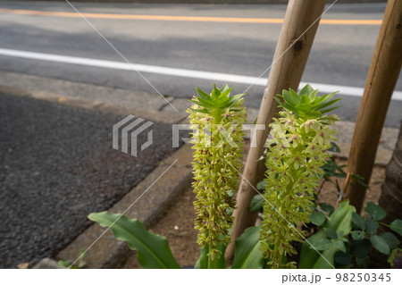 夏の街路樹の根元で咲くパイナップルリリーの花 98250345