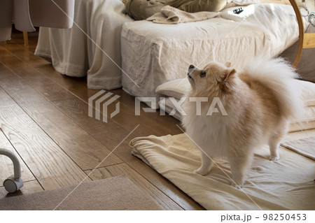 家で快適に生活するペットの犬 98250453