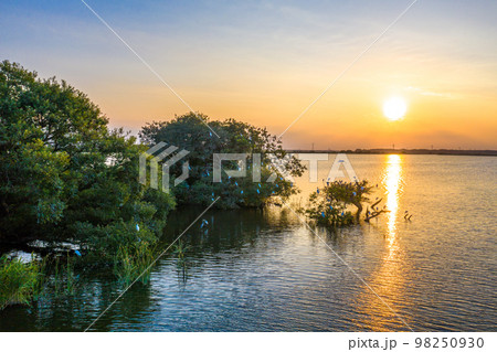 夏の夕暮れの牛久沼と野鳥（鷺） 98250930