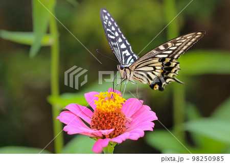 吸蜜中のアゲハチョウ 98250985