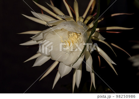 月下美人 98250986