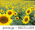 ひまわり 98251169