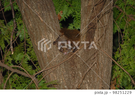 ムササビ 98251229