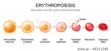 Erythropoiesis. red blood cells formation Erythropoiesis. red blood cells formation 98251286