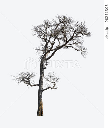 Dead dry tree and branches on white background 98251308