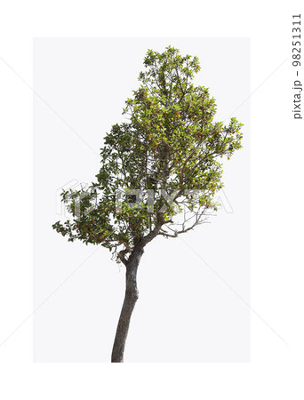 trees on white background isolated trees on white background isolated 98251311