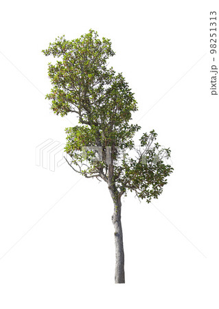 trees on white background isolated trees on white background isolated 98251313