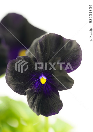 黒い花びら ビオラ ブラックペニーの写真素材 [98251354] - PIXTA