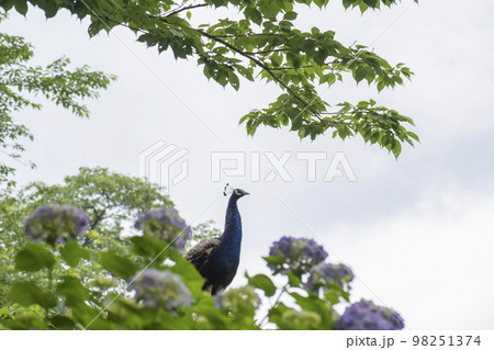 お出かけの時に遭遇した自由に出歩くクジャク お出かけの時に遭遇した自由に出歩くクジャク 98251374