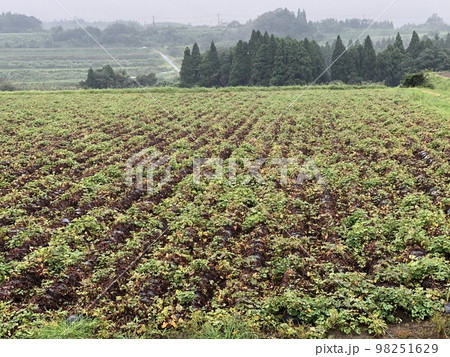 さつまいも基腐病被害風景 98251629