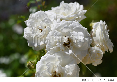 ジャンヌダルクという白い花びらのバラ 98251668