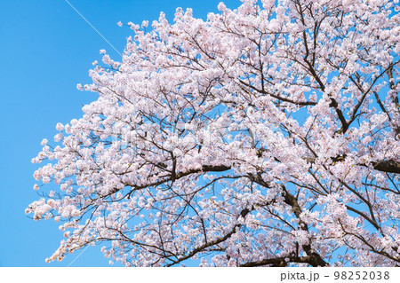 桜 98252038