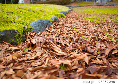 落ち葉 98252090