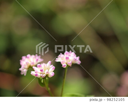 ミゾソバの花のアップ 98252105