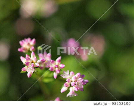 ミゾソバの花のアップ ミゾソバの花のアップ 98252106