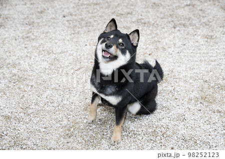 白い石の庭でお座りする黒い柴犬 98252123
