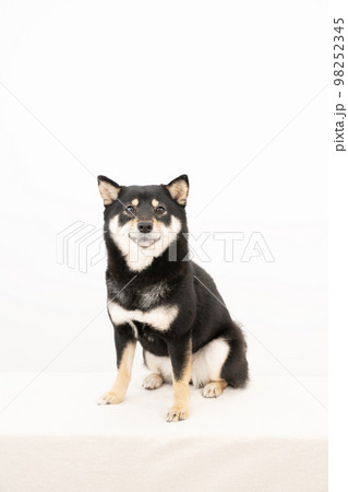 白バックでお座りした黒い芝犬 白バックでお座りした黒い芝犬 98252345