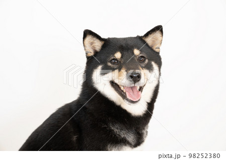 白バックでお座りした黒い芝犬のバストアップ 白バックでお座りした黒い芝犬のバストアップ 98252380