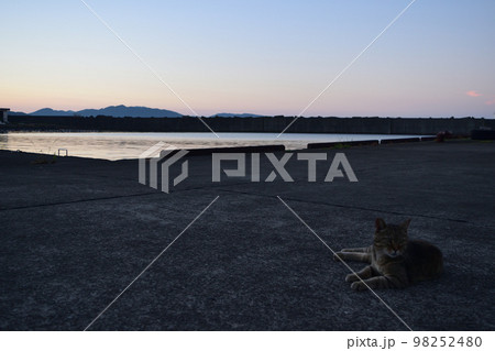 夕焼けに猫 夕焼けに猫 98252480