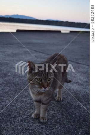 夕焼けに猫 夕焼けに猫 98252483