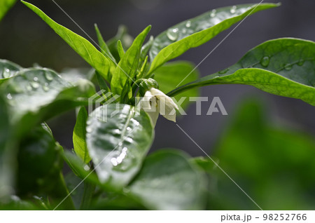 雨上がりに日に当たったピーマンの花 98252766