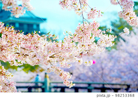 岡崎公園　桜　岡崎城    98253368