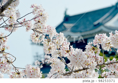 岡崎公園 桜 岡崎城 岡崎公園 桜 岡崎城 98253371
