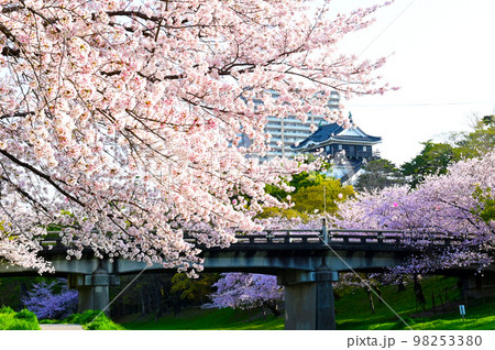 岡崎公園　桜　岡崎城    98253380