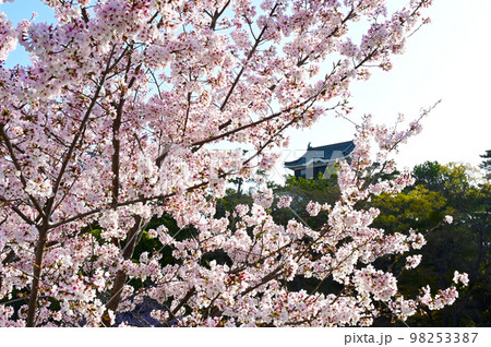 岡崎公園　桜　岡崎城    98253387