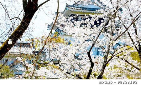 岡崎公園 桜 岡崎城 岡崎公園 桜 岡崎城 98253395