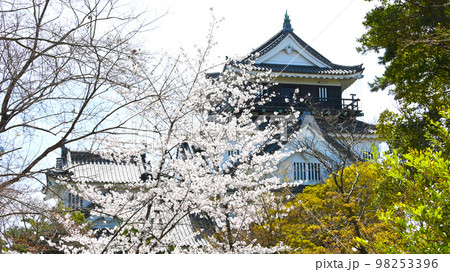 岡崎公園　桜　岡崎城    98253396