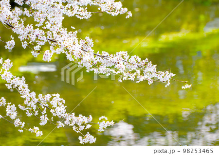 岡崎公園の桜 岡崎公園の桜 98253465