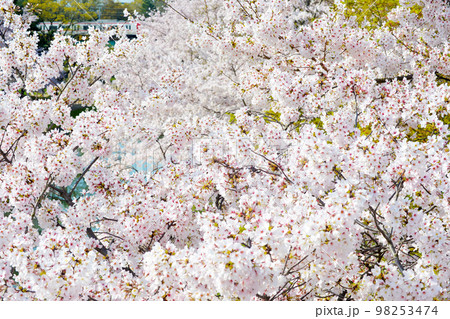 岡崎公園の桜　  98253474
