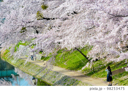 岡崎公園の桜　  98253475