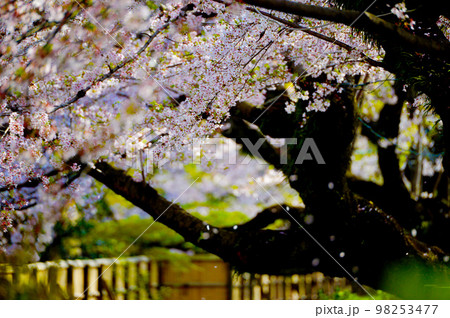 岡崎公園の桜　  98253477