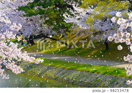 岡崎公園の桜 岡崎公園の桜 98253478