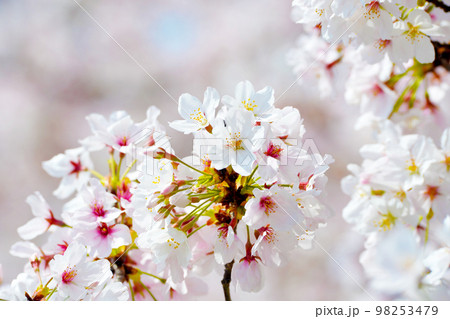 岡崎公園の桜 岡崎公園の桜 98253479